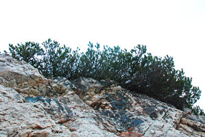 Pinus mugo at the top of a limestone cliff, Dolomites mountains, Italy.