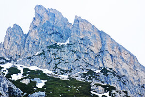 Pinus mugo, clumped individuals on limestone outcrops surrounded by melting snow in spring, Dolomites mountains, Italy.