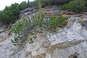 Pinus mugo on limestone, Dolomites, Italy