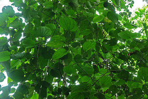 Piper amalago, lateral sympodial branches with V shaped ramifications, Yasuni NP, Ecuador