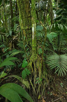 Piper amalago, old tall thick trunk and a basal suckering stem with prop roots , Yasuni NP, Ecuador