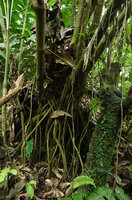 Piper amalago, suckering individual with multiple prop roots, Yasuni NP, Ecuador