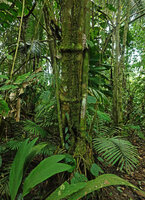 Piper amalago, thick trunk with prominent swollen and lignified old leaf nodes and prop roots at the trunk base, Yasuni NP, Ecuador
