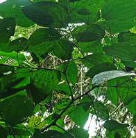 Piper amalago, V shaped ramifications on lateral sympodial branches, Yasuni NP, Ecuador