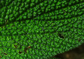 Piper appendiculatum, bullate leaf surface, these domes increasing about two times the parenchyma surface between the veins, Mashpi FR, Pichincha, Ecuador