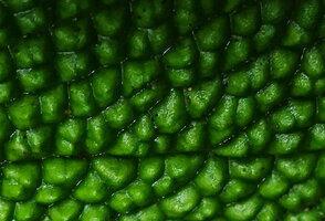 Piper appendiculatum, densely bullate leaf surface, each half spheric dome increasing about two times the parenchyma surface, Mashpi FR, Pichincha, Ecuador