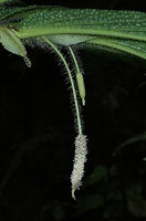 Piper appendiculatum, hairy inflorescence peduncle and spadix ending in a narrow appendage, Mashpi FR, Pichincha, Ecuador