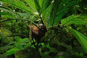 Piper appendiculatum, hanging down maturing spadix, Mashpi FR, Pichincha, Ecuador