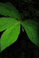 Piper appendiculatum, plagiotropic sympodial branch with hanging down inflorescence, Mashpi FR, Pichincha, Ecuador
