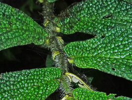 Piper appendiculatum, sessile leaves with asymmetric base on sympodial flowering lateral branch, Mashpi FR, Pichincha, Ecuador
