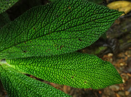 Piper appendiculatum, strongly bullate leaf surface, Mashpi FR, Pichincha, Ecuador