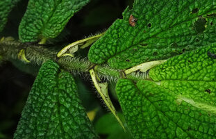 Piper appendiculatum, sympodial hairy stem, each modular segment producing one whitish cataphyll, one sessile foliage leaf with asymmetric base and one leaf opposed hanging inflorescence, Mashpi FR, Pichincha, Ecuador