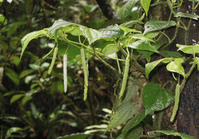 Piper arfakianum, lateral sympodial stem producing one terminal inflorescence opposite to each leaf, Rondon Ridge, 2000 m asl, Mount Hagen, Papua New Guinea