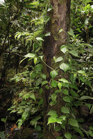 Piper arfakianum, main climbing monopodial stem producing detached lateral flowering sympodial stems, Rondon Ridge, 2000 m asl, Mount Hagen, Papua New Guinea
