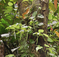 Piper arfakianum, main climbing stem and axillary flowering stems, Rondon Ridge, 2000 m asl, Mount Hagen, Papua New Guinea