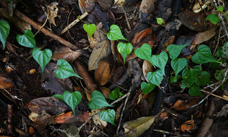 Piper arfakianum, monopodial stem with deeply cordate long acuminate leaves, Kwau, 1600 m asl, Arfak Mts, West Papua