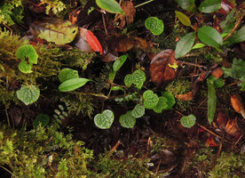 Piper arfakianum, monopodial stem with very small leaves creeping among mosses on forest floor, Tari, 2200 m asl, Hela, Papua New Guinea