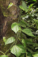Piper arfakianum, petioles and stems covered by dense soft hairs, Rondon Ridge, 2000 m asl, Mount Hagen, Papua New Guinea