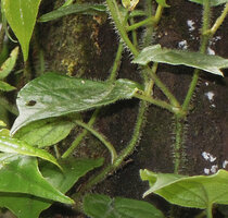 Piper arfakianum, stems, petioles and leaves covered by soft hairs, Rondon Ridge, 2000 m asl, Mount Hagen, Papua New Guinea