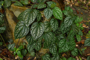 Piper argyrites, a heavily silver spotted form creeping on forest floor, Gunung Datuk, Negeri Sembilan, Malaysia