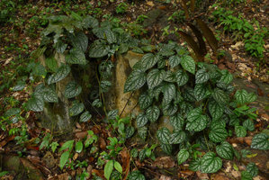 Piper argyrites, a heavily silver spotted form, Gunung Datuk, Negeri Sembilan, Malaysia