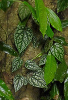 Piper argyrites, a heavily silver spotted form with large leaves, Gunung Datuk, Negeri Sembilan, Malaysia