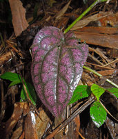 Piper argyrites, bright pink iridescent leaf, Ngao waterfall, Ranong, Thailand