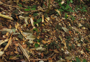 Piper argyrites creeping on the forest floor, almost invisible among the dead tree leaves due to its brown and silver spotted leaves, Phang Nga, Thailand