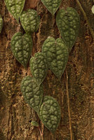 Piper argyrites, vertically climbing monopodial stems with short petioles and appressed leaf blade, Phang Nga, Thailand