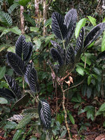 Piper augustum, a form with almost black leaves, Calanoa, Letitia, Colombia