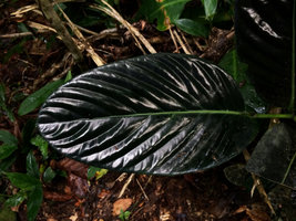 Piper augustum, close up of a black leaf, Calanoa, Letitia, Colombia