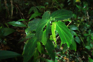 Piper aurilimbum, subshrub in forest understory with terminal leaf opposed erect inflorescences, Mt Kinabalu NP, 1600 m asl, Sabah, Borneo