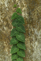Piper cathayanum, main monopodial stem with silver maculate leaves climbing along a rock, Victoria Peak, Hong Kong