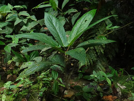 Piper spoliatum, an undershrub with a short erect unbranched stem, Mashpi FR, Pichincha, Ecuador