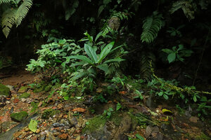 Piper spoliatum as a big leaved undershrub on small stream bank in forest understory, Mashpi FR, Pichincha, Ecuador