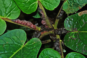 Piper spoliatum, conspicuous big wavy dark pink leaf sheaths turning dark purple and initiation of a bending down inflorescence on the right, Mashpi FR, Pichincha, Ecuador