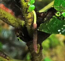 Piper spoliatum, young maturing hanging down spadix, Mashpi FR, Pichincha, Ecuador