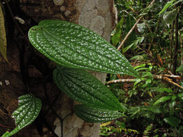 Piper decumanum, strongly bullate leaf blades on monopodial climbing stem, Madang, Papua New Guinea