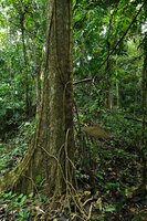 Piper cf. griffithii, main climbing stem producing in its lower part secondarily thickened stolons acting like feeding stilt roots, Kaeng Krachan NP, Thailand