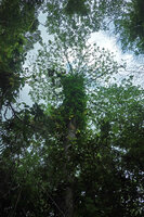 Piper cf. griffithii reaching the top of host tree trunk and producing a manthe of lateral sympodial fertile branches, Kaeng Krachan NP, Thailand