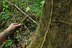 Piper cf. griffithii, young uprooted stolon with apical leaves, Kaeng Krachan NP, Thailand
