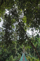 Piper cf. langlassei, freely hanging groups of monopodial and lateral sympodial stems issued from the old detached monopodial knobby main stem, Danum Valley, Sabah, Borneo