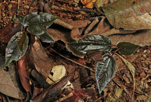 Piper cf. magnibaccum, creeping juvenile with blackish leaves and pink veins, Fraser's Hill, Malaysia