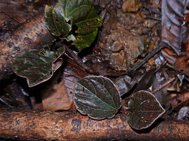 Piper cf. quinqueangulatum, juvenile foliage on creeping stems with brown pink veined leaves, Danum Valley, Sabah, Borneo