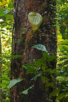 Piper cf. rumphii climbing along a tree trunk, Waai waterfall, Ambon, Moluccas