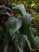 Piper cf. rumphii climbing on rocks in forest understory, Waai waterfall, Ambon, Moluccas