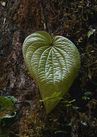 Piper cf. rumphii, leaf of the monopodial climbing stem, Waai waterfall, Ambon, Moluccas