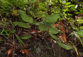 Piper cf. rumphii, leaves of a young monopodial stem creeping on vertical rock, Waai waterfall, Ambon, Moluccas
