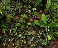 Piper cf. vestitum and Cosmianthemum obtusifolium exhibiting opposite silver design, between the green veins in Piper and along the veins in Cosmianthemum, Penrissen Range, Padawan, Sarawak, Borneo