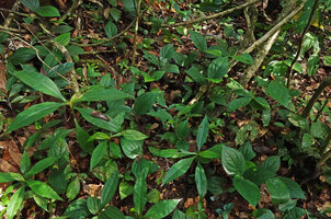 Piper cf. vestitum, a quite tall erect form in swampy forest understory, Sukau, Kinabatangan, Sabah, Borneo